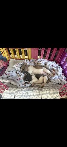Pure Breed French Bulldog Puppies - Photo 5