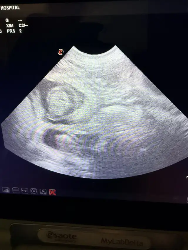 Pure Breed French Bulldog Puppies - Photo 6