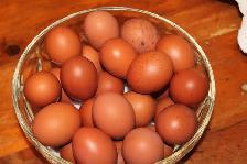 Fresh Eggs
