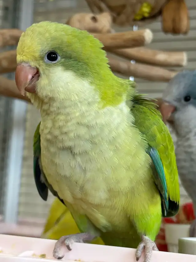 Green opaline Quaker baby