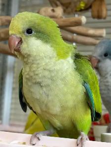 Green opaline Quaker baby