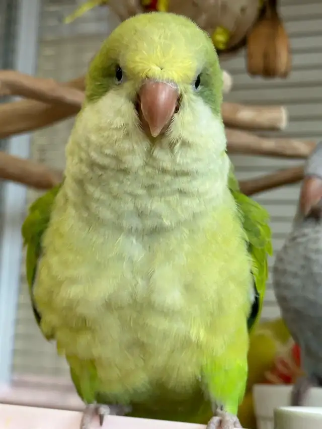 Green opaline Quaker baby - Photo 2