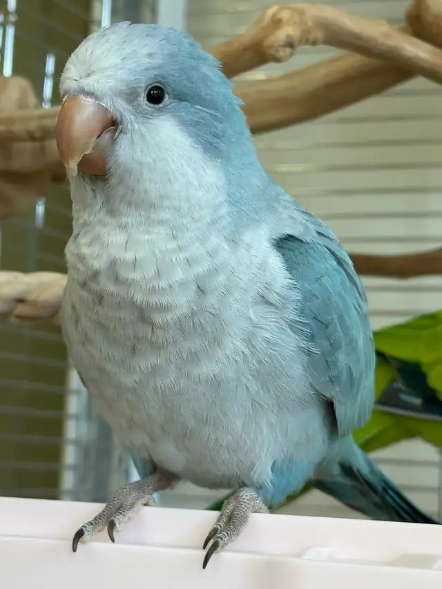 Tamed Blue Opaline Quaker baby