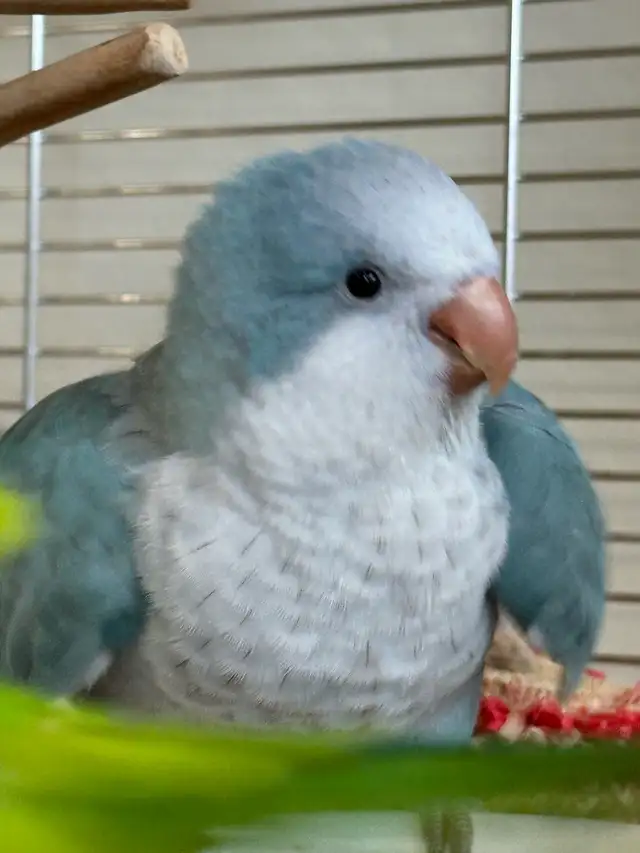 Tamed Blue Opaline Quaker baby - Photo 2