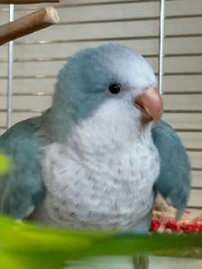 Tamed Blue Opaline Quaker baby - Photo 2