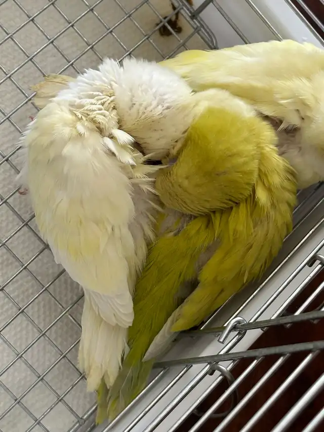 Handfed Cremino Quaker baby