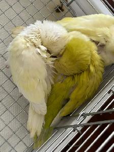 Handfed Cremino Quaker baby