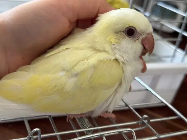 Handfed Cremino Quaker baby - Photo 2