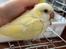 Handfed Cremino Quaker baby - Photo 2