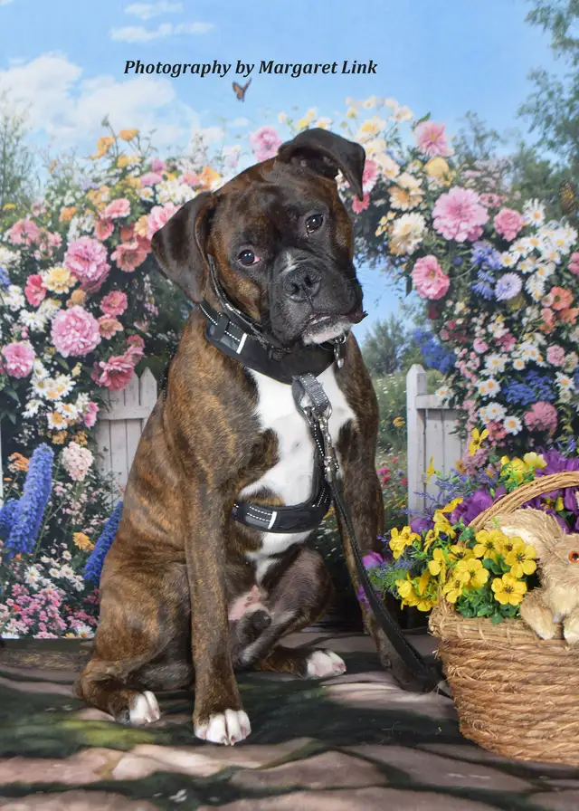 Professional Pet Portrait Day in Cornwall, Saturday, May 2nd. - Photo 5