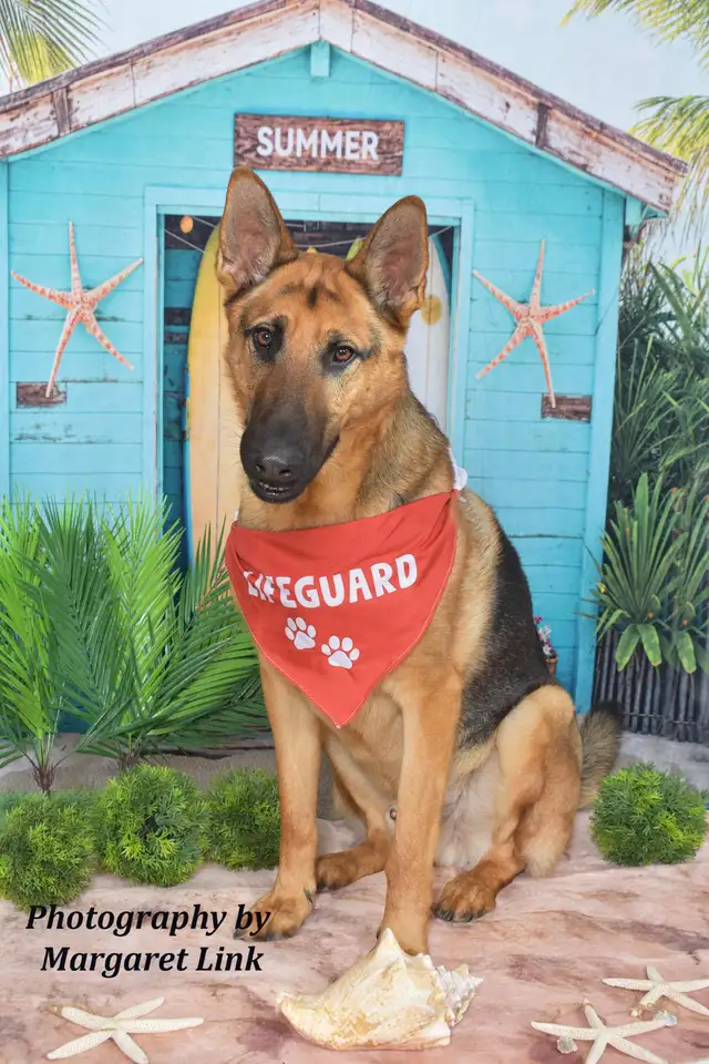 Professional Pet Portrait Day in Cornwall, Saturday, May 2nd. - Photo 6