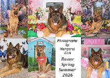 Professional Pet Portrait Day in Cornwall, Saturday, May 2nd. - Photo 8