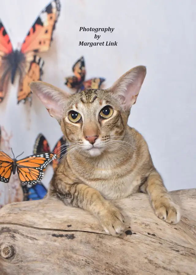 Professional Pet Portrait Day in Cornwall, Saturday, May 2nd. - Photo 9