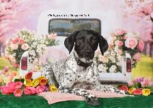 Professional Pet Portrait Day in Cornwall, Saturday, May 2nd. - Photo 10