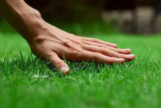 local lawn care specialist