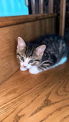 Adorable 9-Week-Old Kittens! / Adorables chatons de 9 semaine