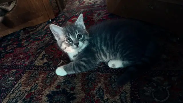 Adorable 9-Week-Old Kittens! / Adorables chatons de 9 semaine - Photo 2