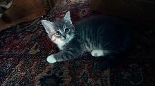 Adorable 9-Week-Old Kittens! / Adorables chatons de 9 semaine - Photo 2