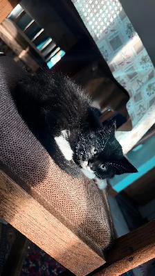 Adorable 9-Week-Old Kittens! / Adorables chatons de 9 semaine - Photo 3