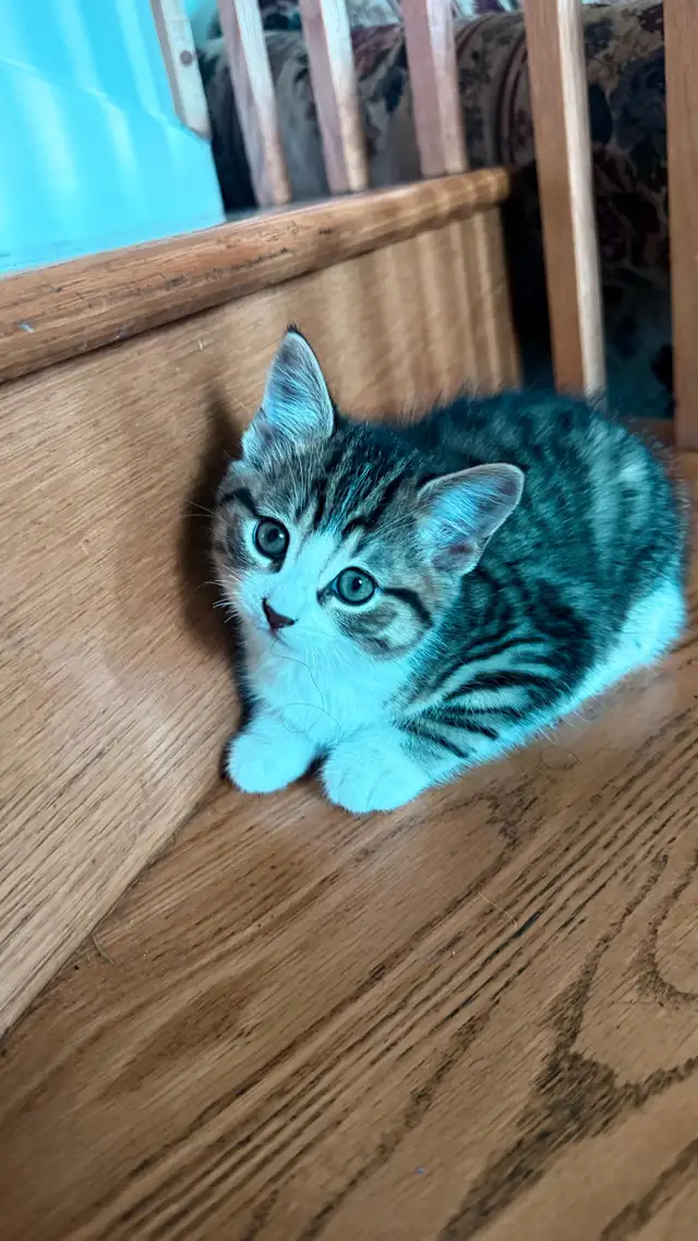 Adorable 9-Week-Old Kittens! / Adorables chatons de 9 semaine - Photo 4