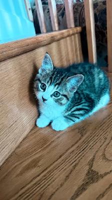 Adorable 9-Week-Old Kittens! / Adorables chatons de 9 semaine - Photo 4