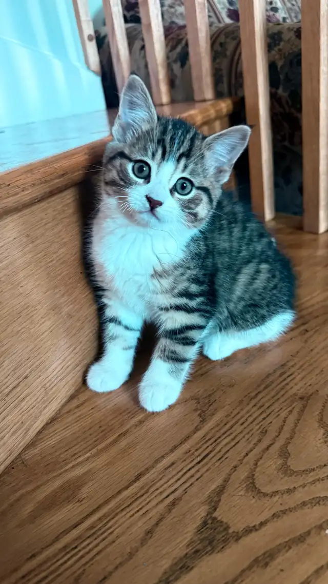 Adorable 9-Week-Old Kittens! / Adorables chatons de 9 semaine - Photo 5