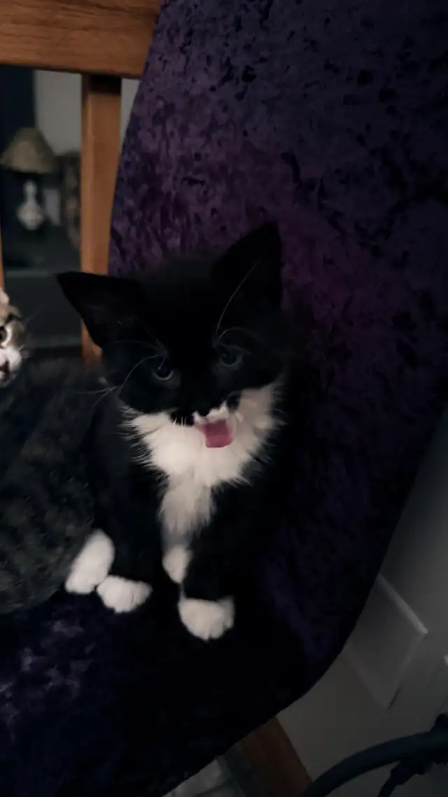 Adorable 9-Week-Old Kittens! / Adorables chatons de 9 semaine - Photo 7