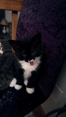 Adorable 9-Week-Old Kittens! / Adorables chatons de 9 semaine - Photo 7