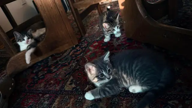 Adorable 9-Week-Old Kittens! / Adorables chatons de 9 semaine - Photo 8