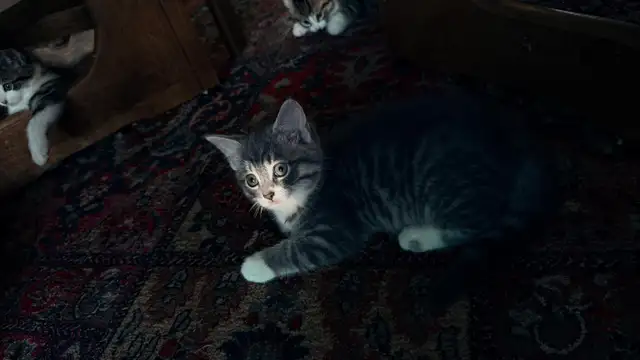 Adorable 9-Week-Old Kittens! / Adorables chatons de 9 semaine - Photo 10