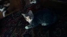 Adorable 9-Week-Old Kittens! / Adorables chatons de 9 semaine - Photo 10