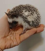 ♥Gidget! Friendly female baby hedgehog to adopt now :)
