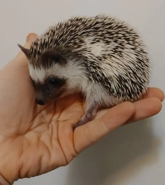 ♥Gidget! Friendly baby girl s&p snowflake pinto, with 'soft qui