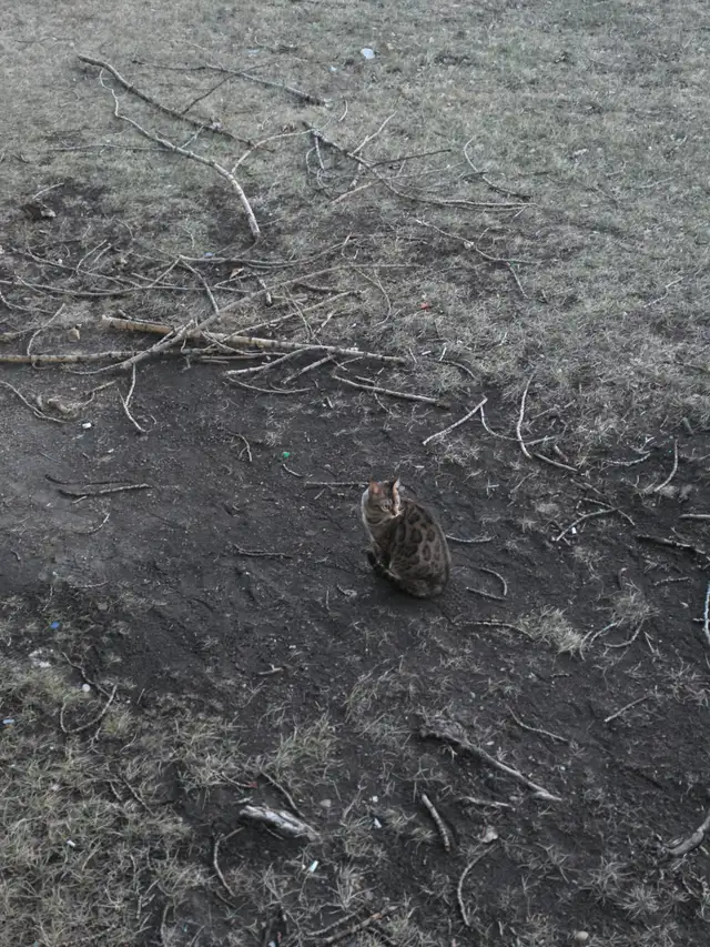 Bengal cat - Photo 2