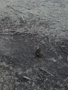 Bengal cat - Photo 2
