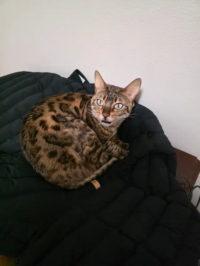 Bengal cat - Photo 3