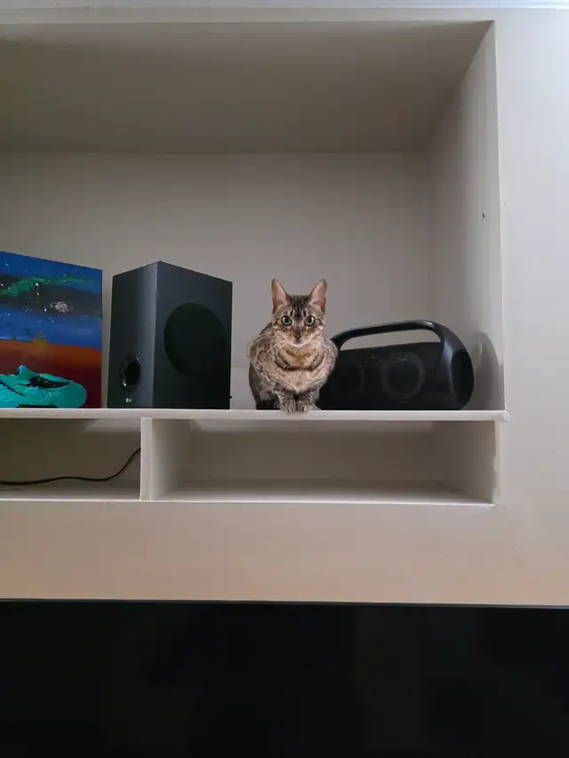 Bengal cat - Photo 4