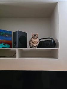 Bengal cat - Photo 4