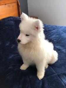 Petite Samoyède pure race - Photo 5