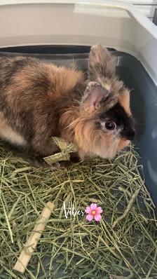Bunny for rehoming (free)