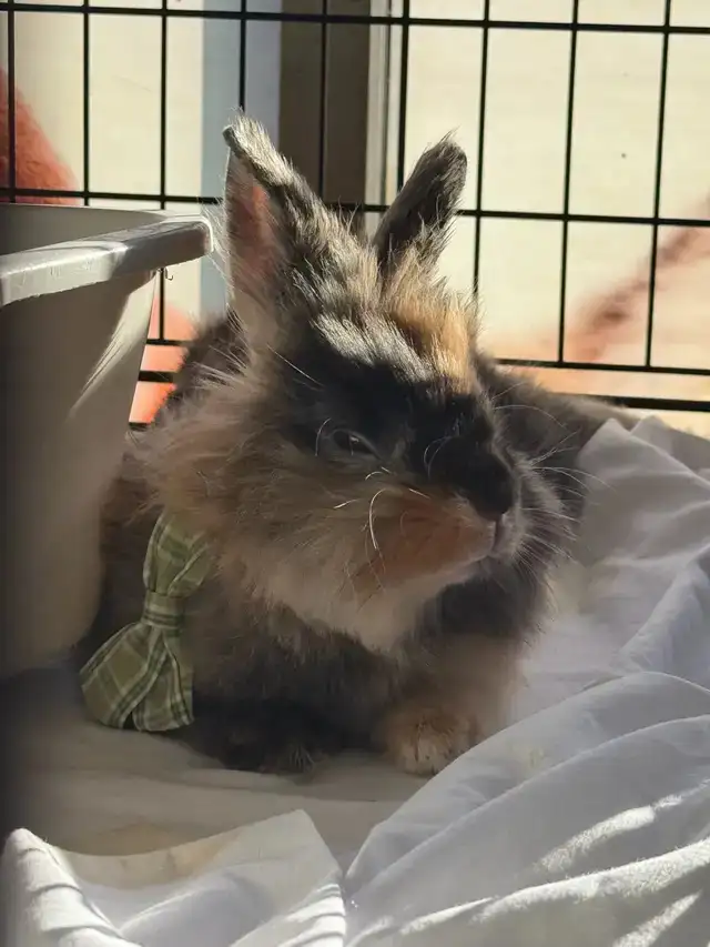 Bunny for rehoming (free) - Photo 2