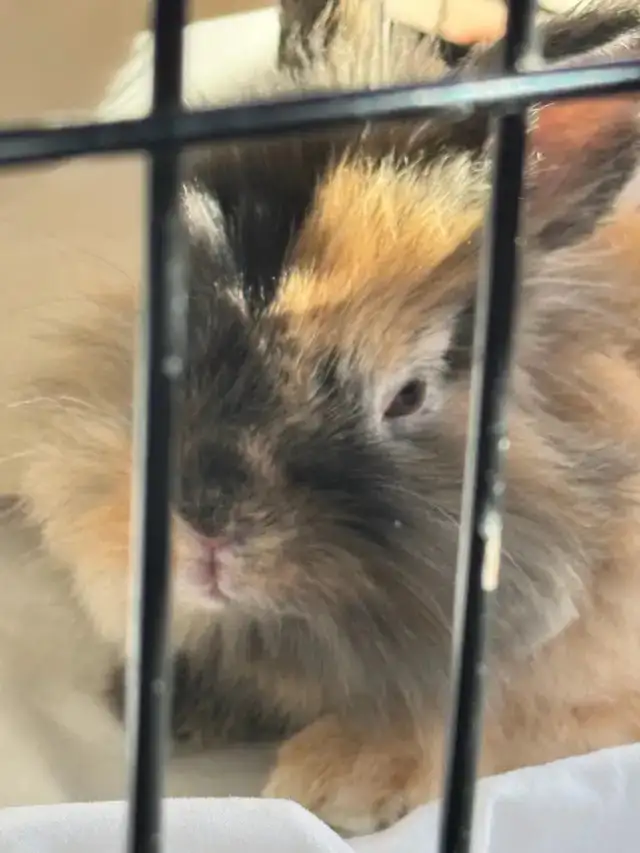 Bunny for rehoming (free) - Photo 4