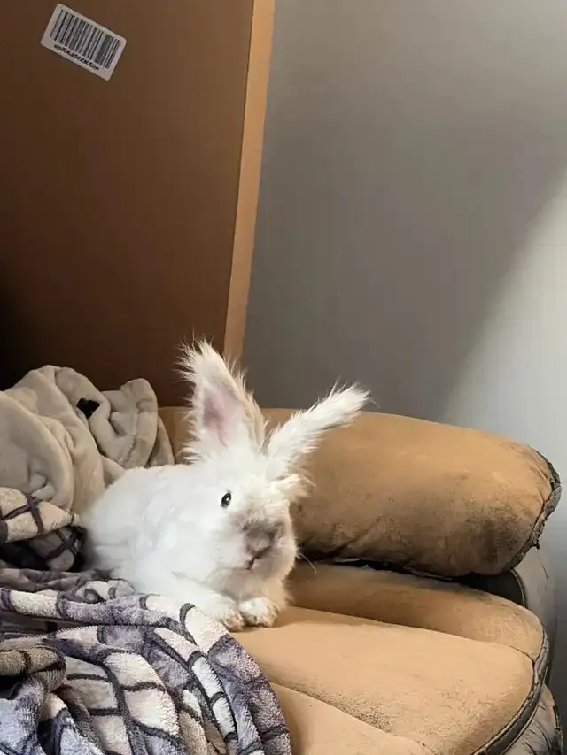 Bunny for rehoming (free) - Photo 5