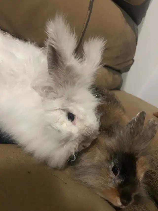 Bunny for rehoming (free) - Photo 6