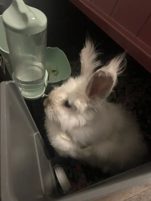 Bunny for rehoming (free) - Photo 7