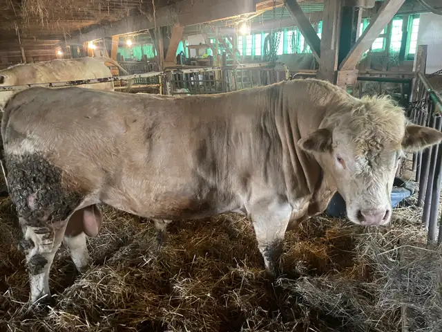 Charolais bull - Photo 2