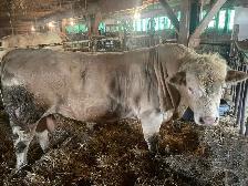 Charolais bull - Photo 2