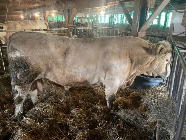 Charolais bull - Photo 3