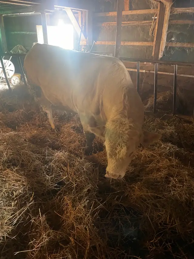 Charolais bull - Photo 4