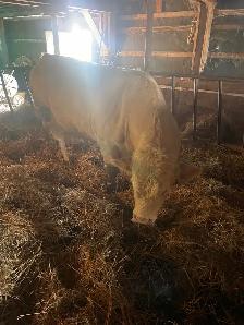 Charolais bull - Photo 4